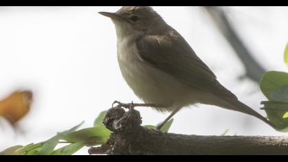 Marsh Warbler