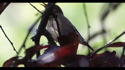 Eastern Olivaceous Warbler
