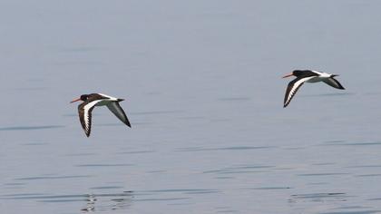Eurasian Oystercatcher