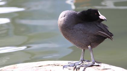 Eurasian Coot