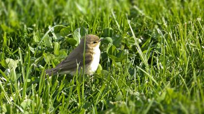 Common Chiffchaff