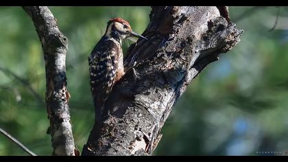 White-backed Woodpecker