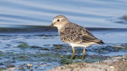 Temminck`s Stint