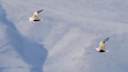 Black-bellied Sandgrouse