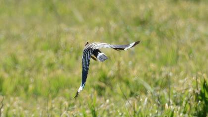 Eurasian Hoopoe