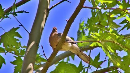 Laughing Dove