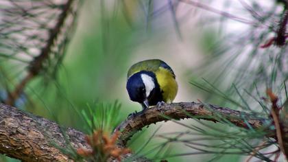Great Tit