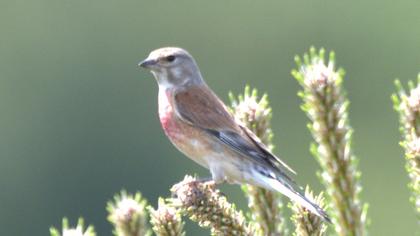 Common Linnet