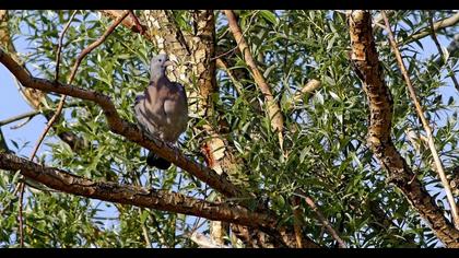 Common Wood Pigeon