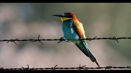 European Bee-eater
