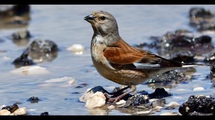 Common Linnet