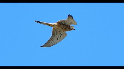 Common Kestrel