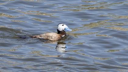 White-headed Duck