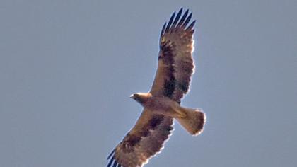 Bonelli`s Eagle