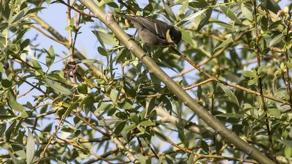 Coal Tit
