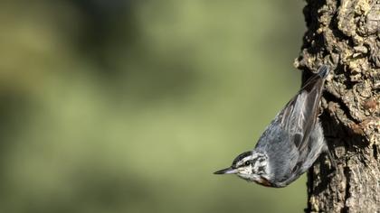 Krüper`s Nuthatch