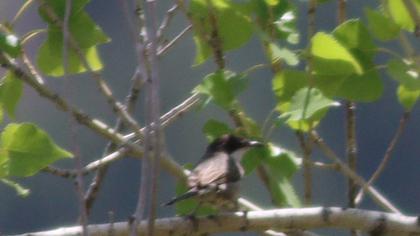 Eastern Orphean Warbler