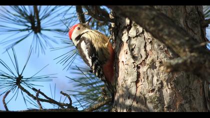 Middle Spotted Woodpecker