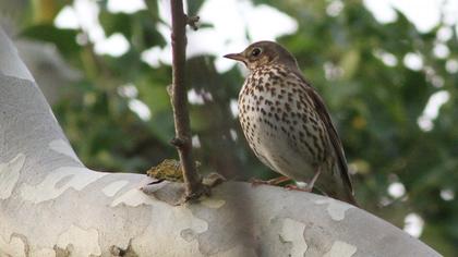 Song Thrush