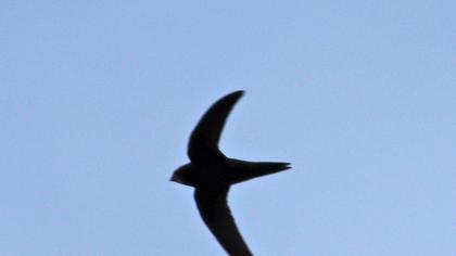 Common Swift
