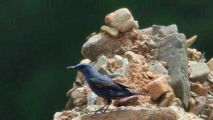 Blue Rock Thrush