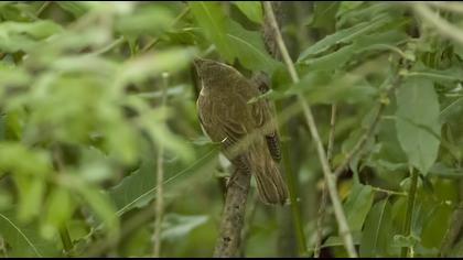 Marsh Warbler