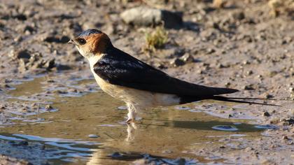 Red-rumped Swallow