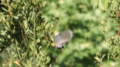 White-spectacled Bulbul