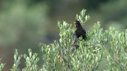 Common Blackbird