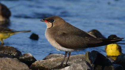 Bataklıkkırlangıcı
