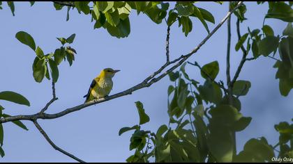 Eurasian Golden Oriole