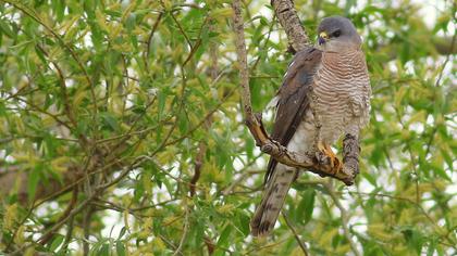 Levant Sparrowhawk