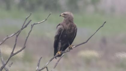 Küçük orman kartalı