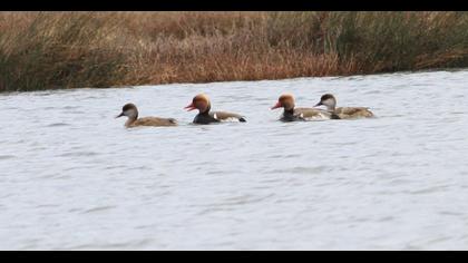 Red-crested Pochard
