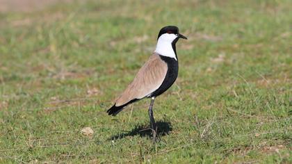 Spur-winged Lapwing