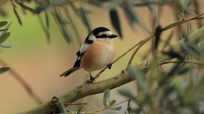 Maskeli örümcekkuşu