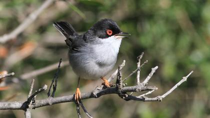 Sardinian Warbler