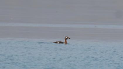 Red-necked Grebe