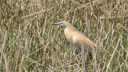 Squacco Heron