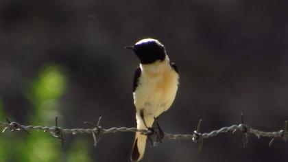 Black-eared Wheatear