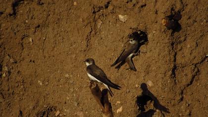 Sand Martin