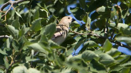 Desert Finch