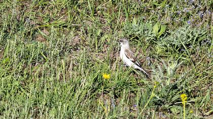 White-winged Snowfinch
