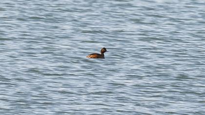 Black-necked Grebe