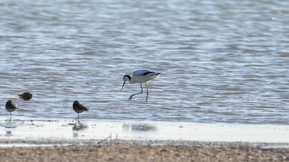 Pied Avocet