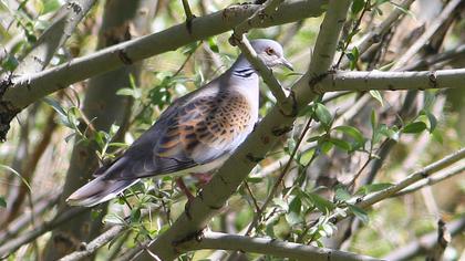 European Turtle Dove
