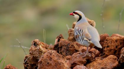 Chukar Partridge