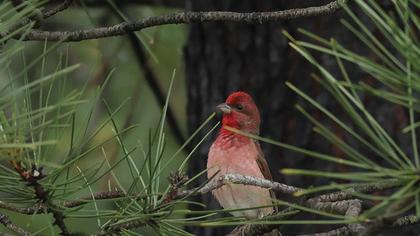 Common Rosefinch
