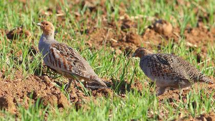 Grey Partridge