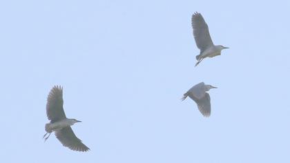 Black-crowned Night Heron